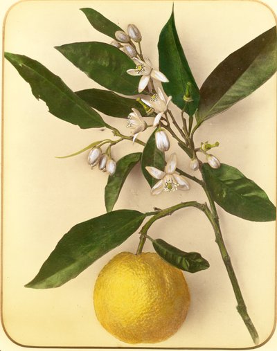 Lemon, 1870s by Pietro Guidi